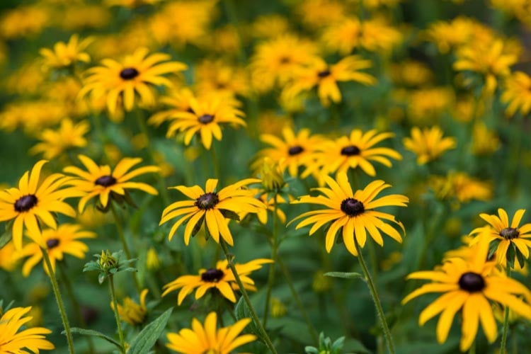 most widely grown variety and a staple in backyard gardens