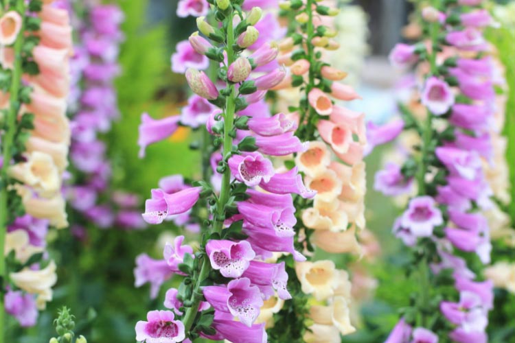 Common foxglove is the classic variety most gardeners recognize