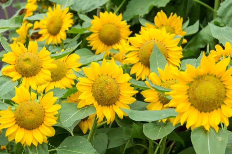 The common sunflower is the classic variety most people recognize