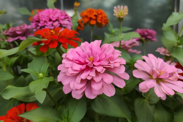 Common zinnias are the most widely grown type