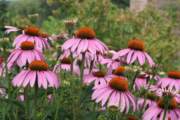 Coneflowers are often grouped with daisies due to their similar shape and central cone