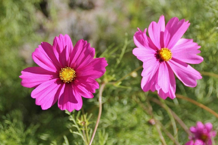 Cosmos bipinnatus is the most common and widely grown cosmos species