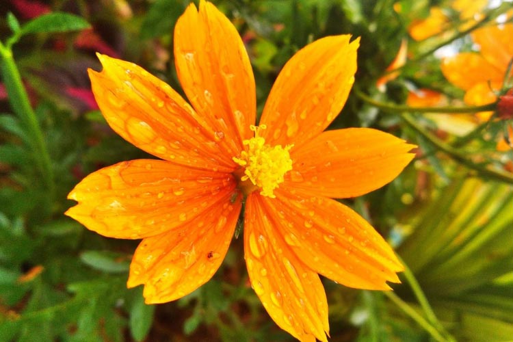 This variety adds bold color and works especially well in pollinator and wildflower gardens