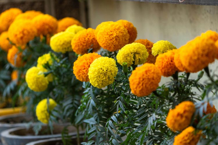 Crackerjack marigolds are a classic tall variety