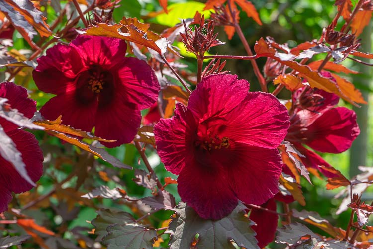 Cranberry Crush hibiscus features rich red blooms with dramatic veining and strong stems