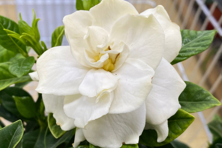 It blooms in late spring and often produces repeat flowers through the summer