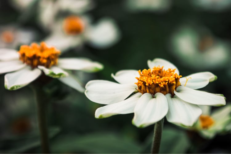 Crystal zinnias are compact