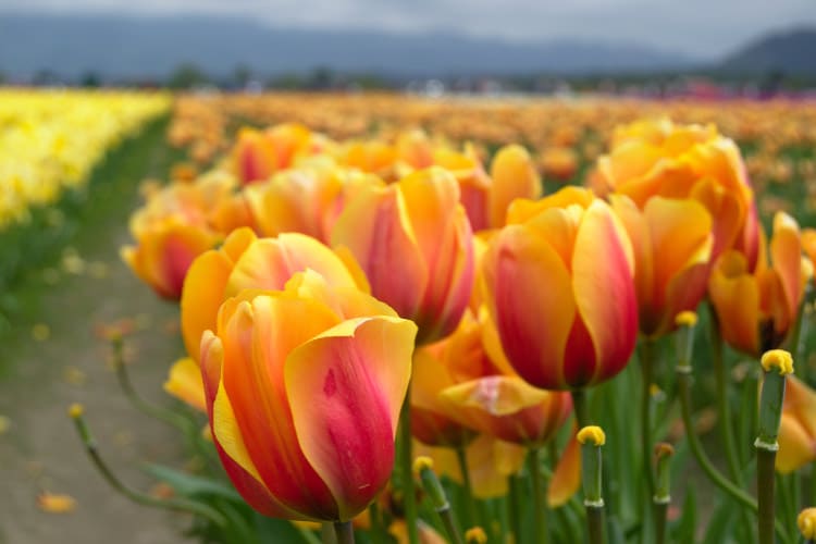 Darwin hybrid tulips are extremely popular for their large blooms and strong stems