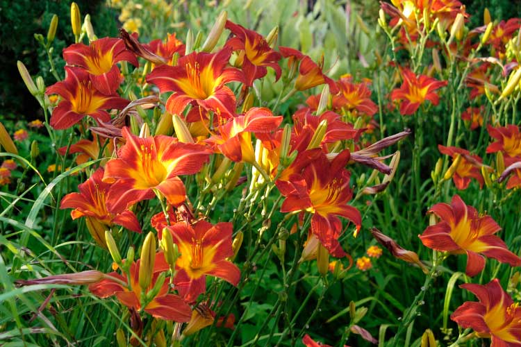 Daylilies are one of the most popular flowering plants in home landscapes