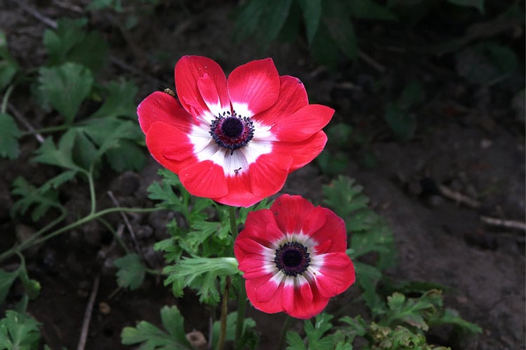 De Caen anemones are a popular poppy anemone strain with single blooms in bold colors