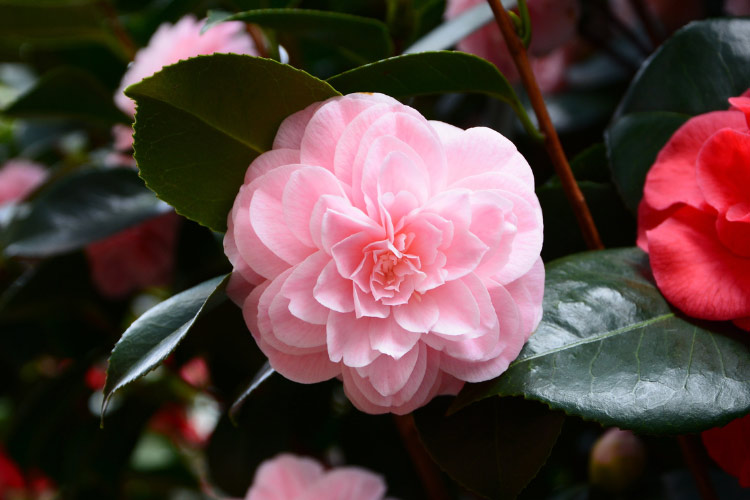 This variety is popular for foundation plantings and sheltered garden areas