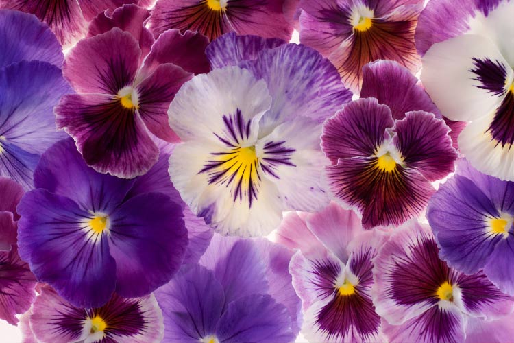 Delta pansies are bred for excellent cold tolerance and early blooming