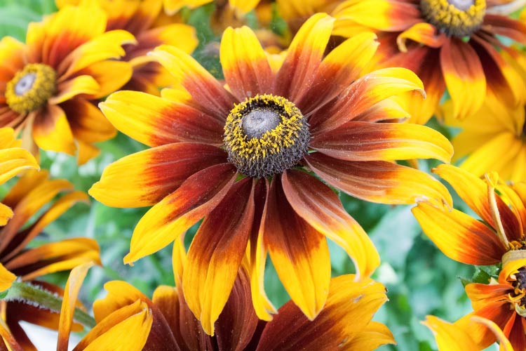 Denver Daisy is a popular Black eyed Susan variety with bold yellow petals and a distinctive dark center ring