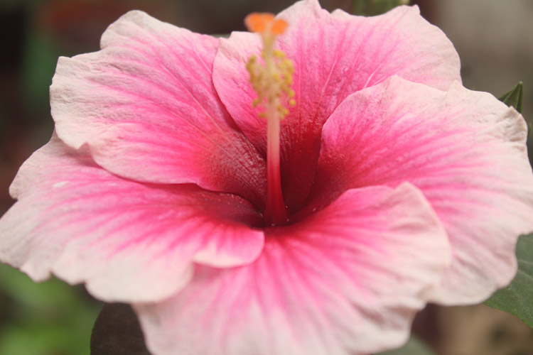 This variety grows well in sunny garden beds and prefers moist well drained soil.