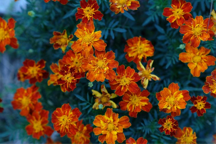 They stay compact and are great for containers and edging