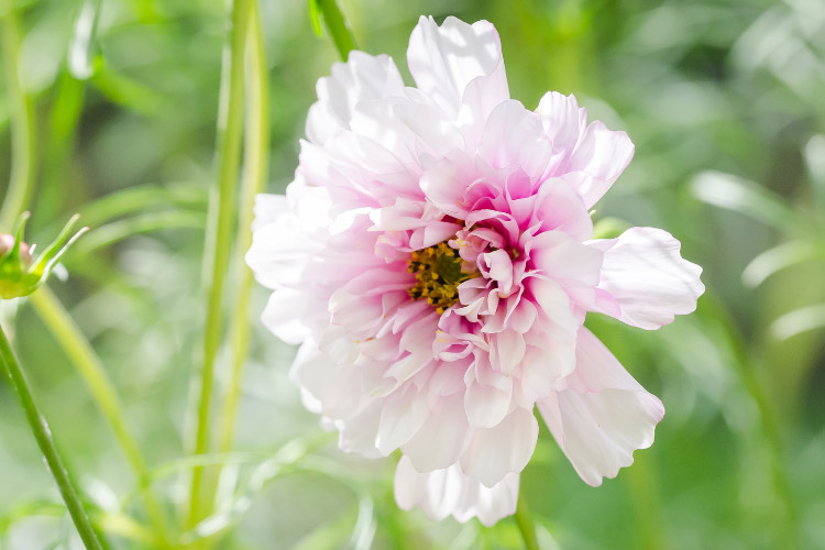 This variety grows tall and works well in cutting gardens