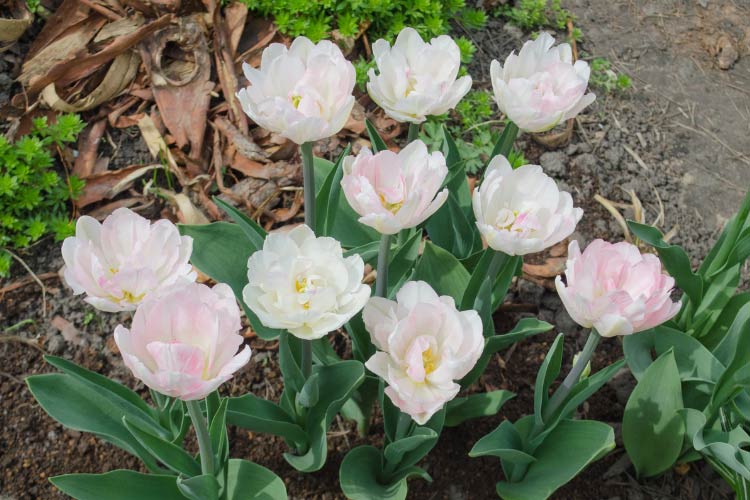 Double early tulips feature layers of petals that give them a full rose like appearance