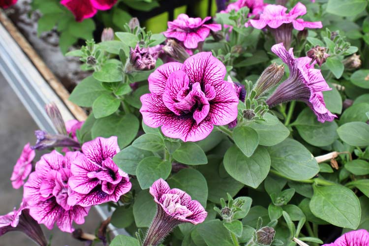 They add texture and elegance to garden beds and containers