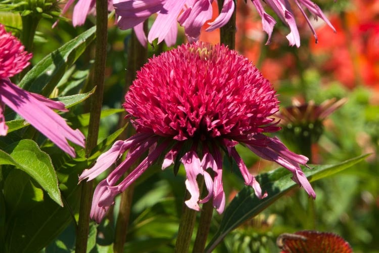 This variety offers a softer look than traditional coneflowers while still being easy to grow and low maintenance