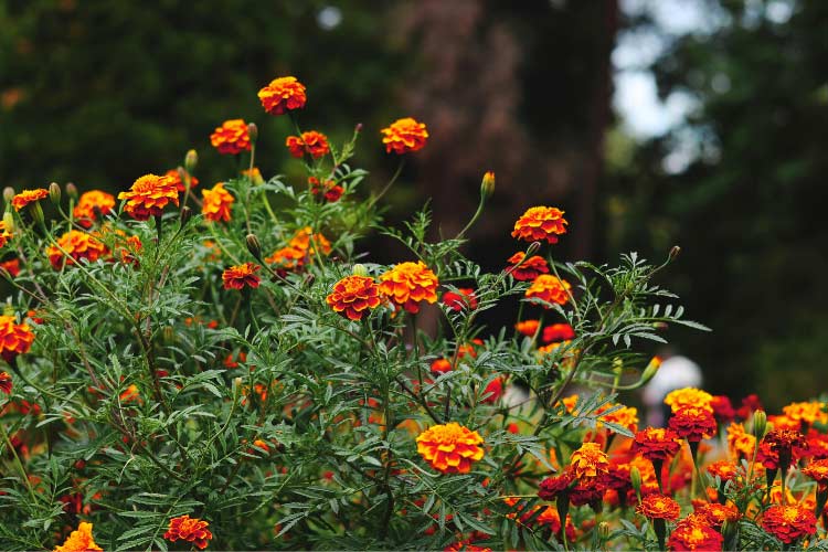 Durango marigolds are compact French marigolds