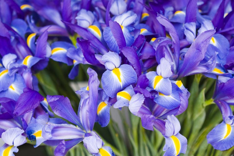 Dutch irises are popular for their slim stems and refined flowers