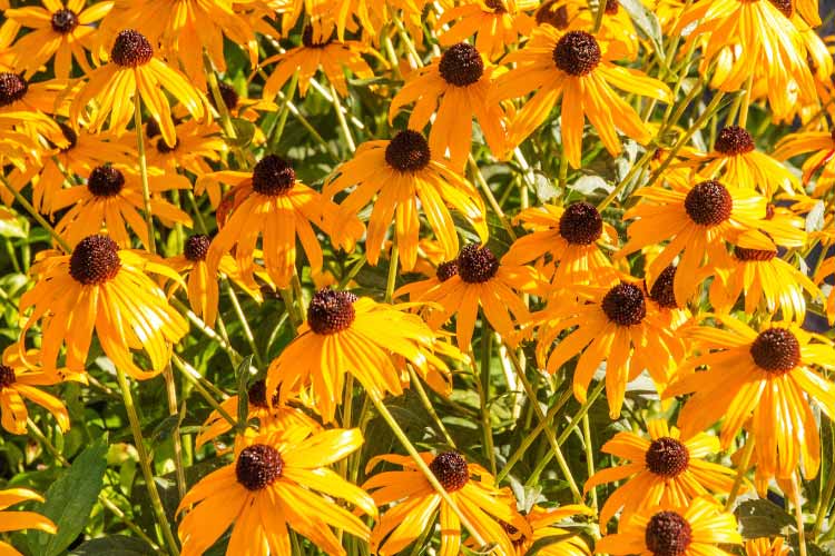 Early Bird Gold is known for blooming earlier than most Black Eyed Susan varieties