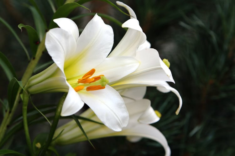 Easter lilies are famous for their pure white flowers and pleasant fragrance