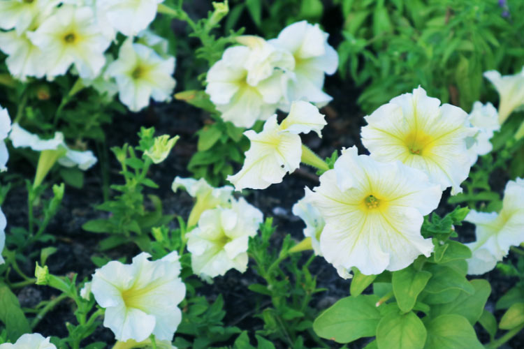Easy Wave petunias offer the spreading growth of Wave petunias with slightly more upright flowers