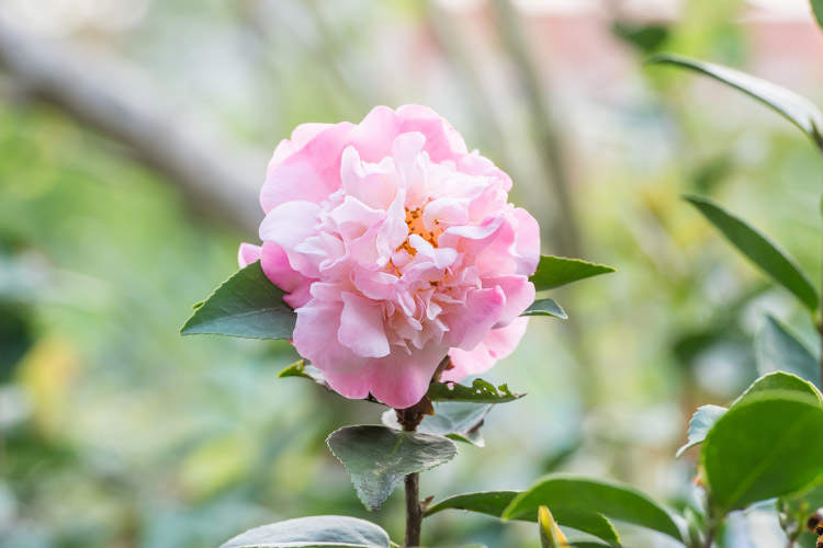 This variety prefers partial shade and sheltered garden locations
