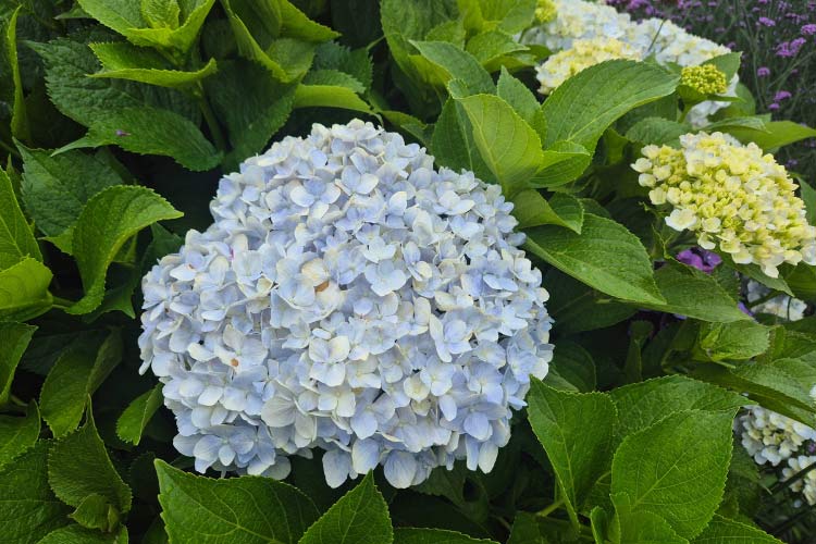 Endless Summer hydrangeas are popular because they bloom on both old and new wood
