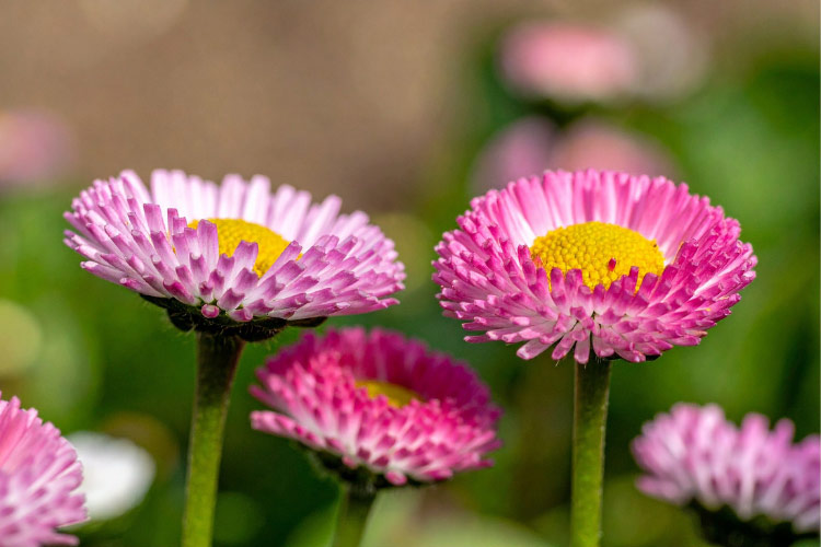 They grow low to the ground and work well as edging plants or ground cover