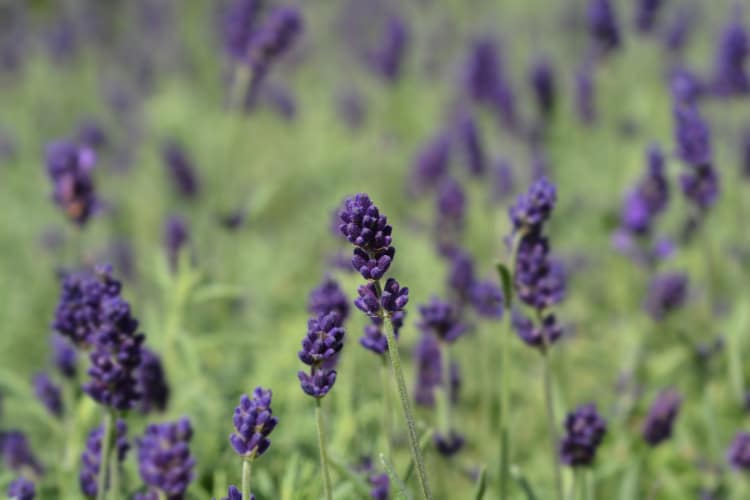 English lavender is the most popular and widely grown lavender variety in home gardens