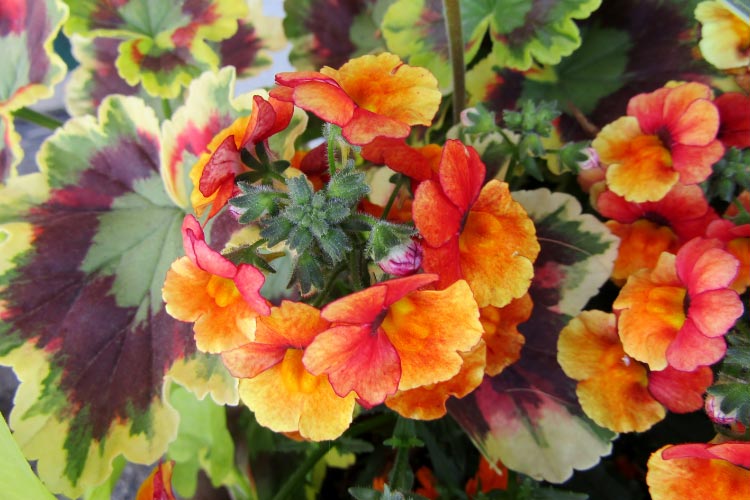 Fancy leaf geraniums are grown mainly for their decorative foliage rather than flowers