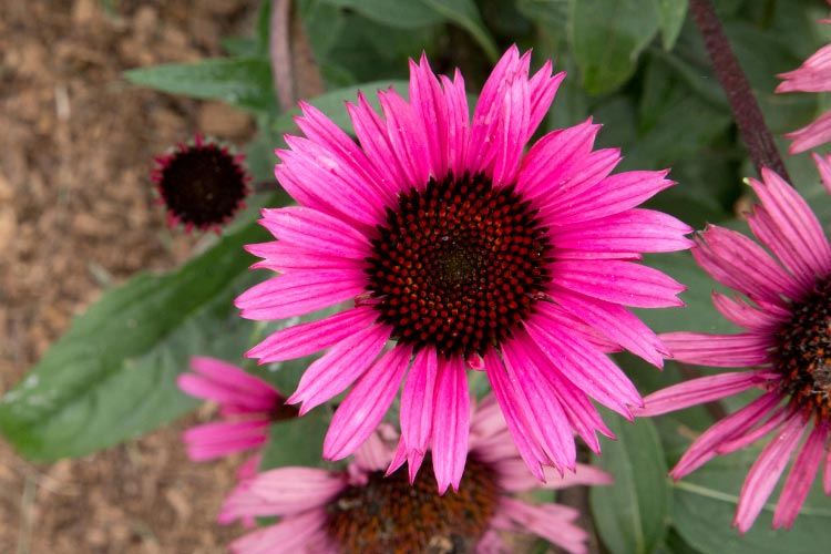 Fatal Attraction coneflowers are known for their dark stems and rich purple blooms