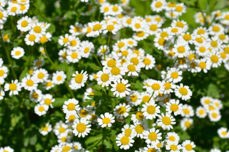 Feverfew daisies have small white flowers with yellow centers