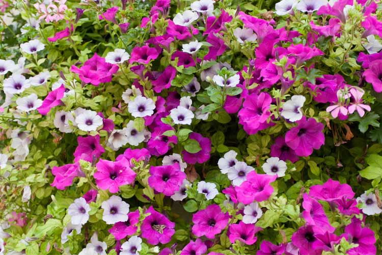 Floribunda petunias combine the large flowers of grandifloras with the durability of multifloras
