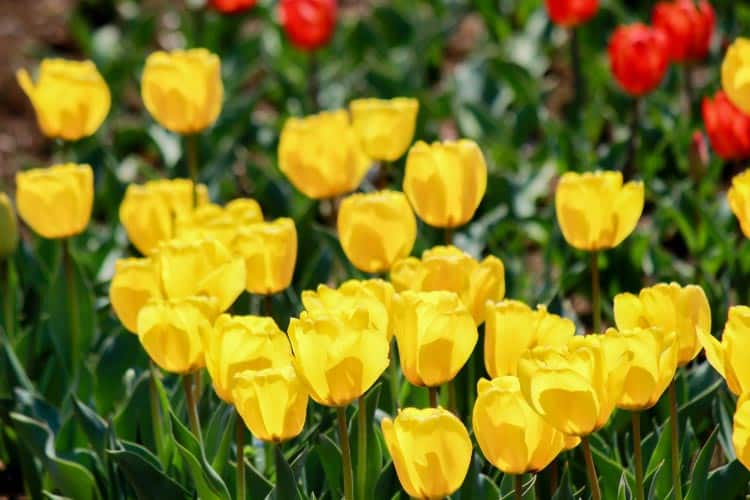 Fosteriana tulips feature large blooms and strong stems