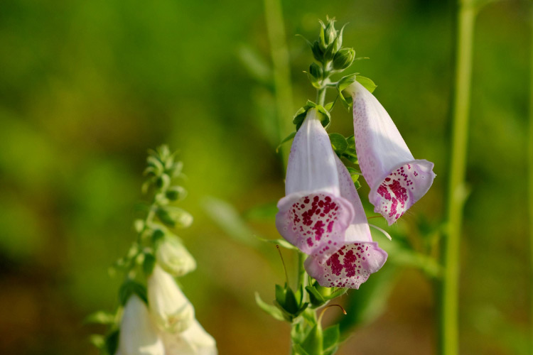 making them great for gardeners who want fast results