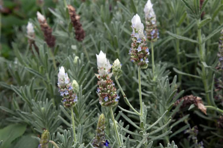 French lavender is easily recognized by its toothed gray green leaves and tall flower spikes