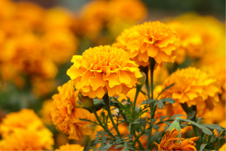 French marigolds are compact plants