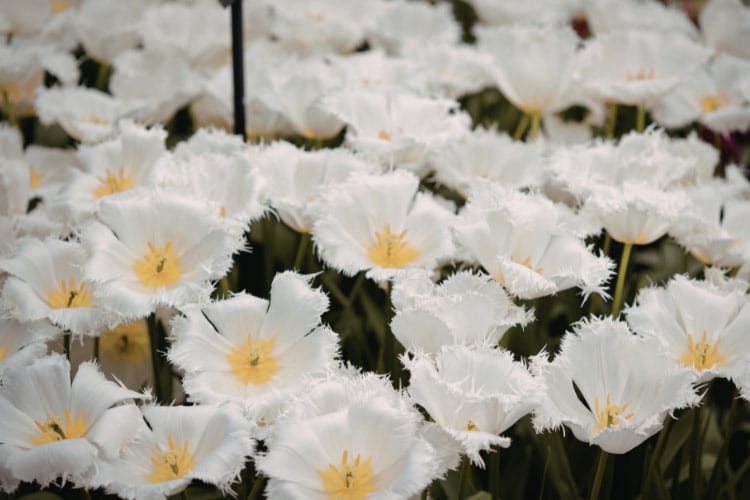 They bloom in mid to late spring and add visual interest without being overly bold