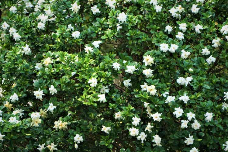 Frost Proof gardenia is known for its improved cold tolerance and reliable blooming