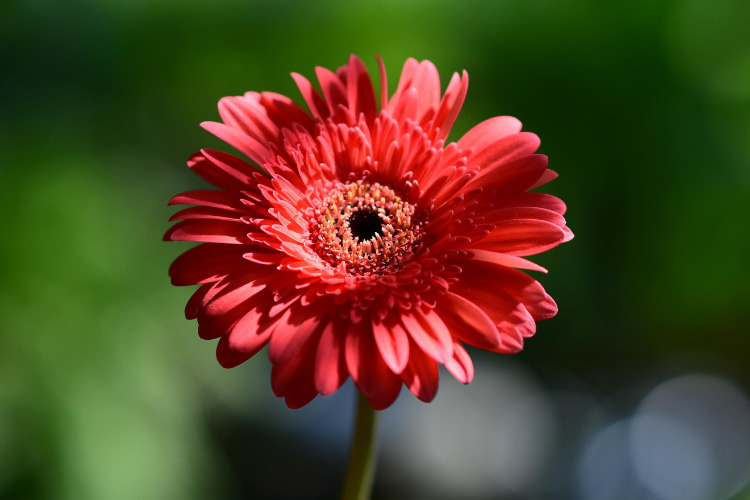 They are commonly grown in containers and patio gardens