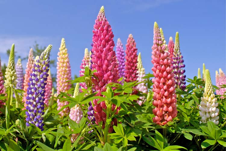 This variety is excellent for adding height and structure to shaded garden beds