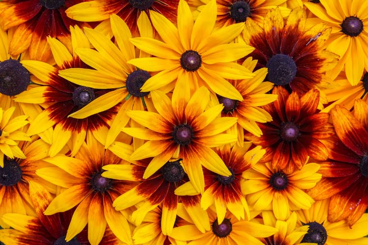 Gloriosa daisies feature bright yellow or orange petals with dark brown centers