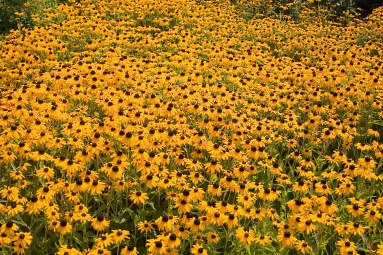 Goldsturm is one of the most popular perennial Black eyed Susan varieties