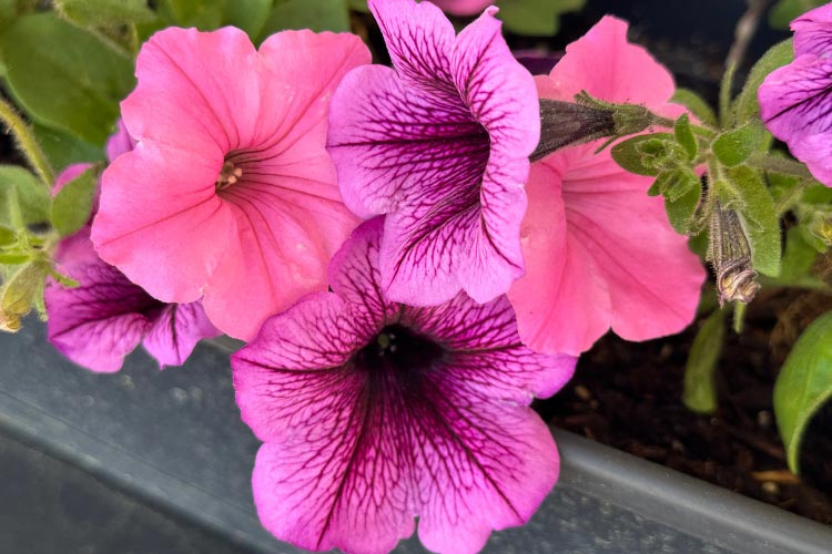 They are often grown in containers and hanging baskets