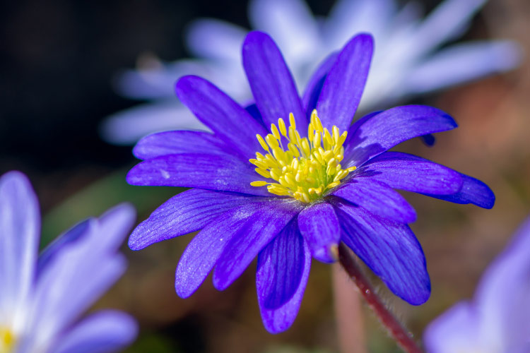 Greian windflowers are hybrid anemones known for their graceful blooms and strong garden performance