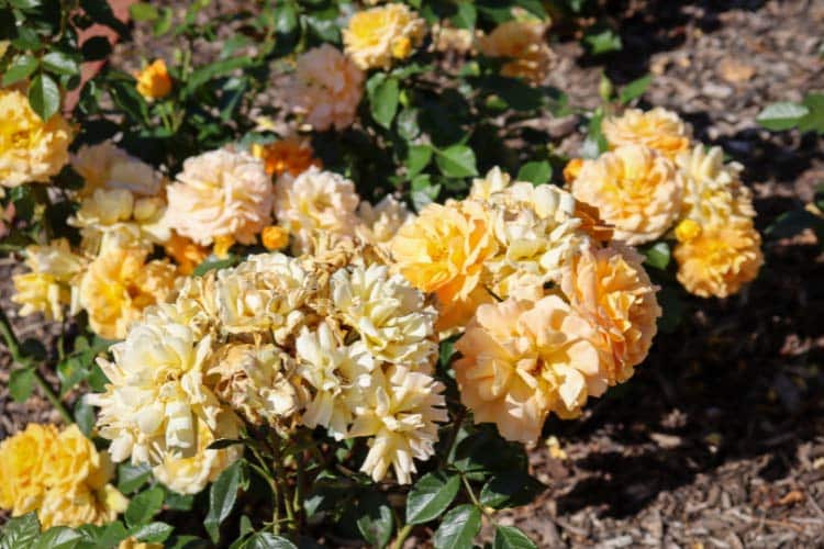 They produce many small flowers and are often very easy to maintain