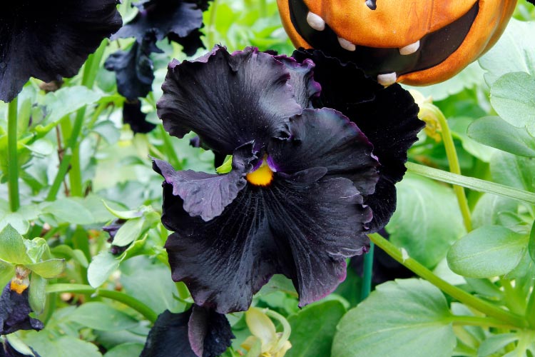 Halloween pansies feature dramatic color combinations